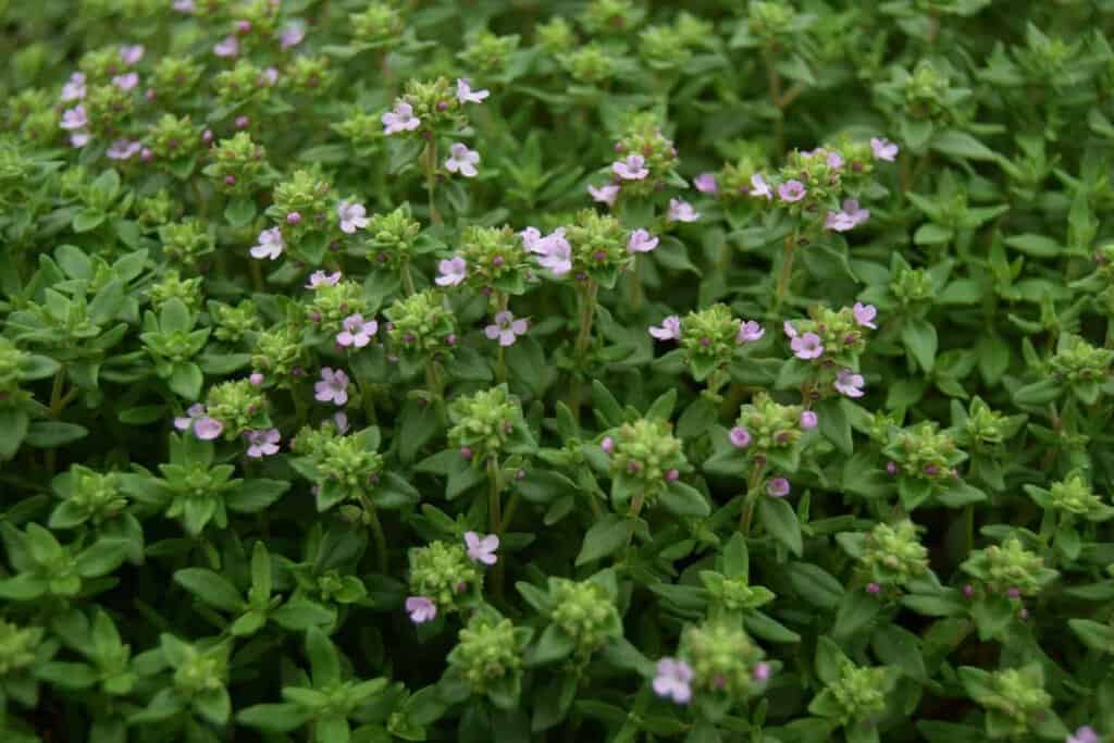 Thymus vulgaris 'Compactus' ---